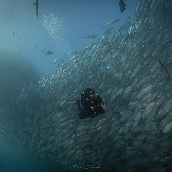 Diving with Jacks in the sea of cortez