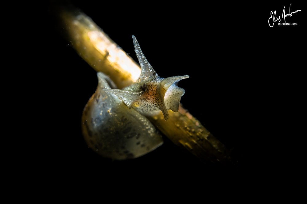 Foto Schnecke Elias Nussbaum