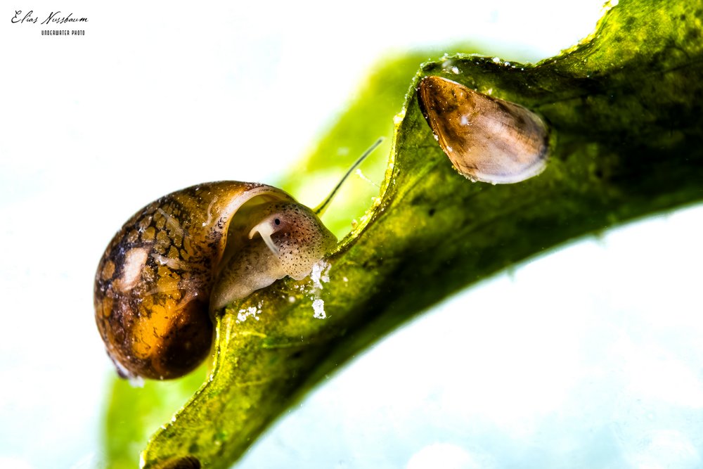 Foto Schnecke 2 Elias Nussbaum