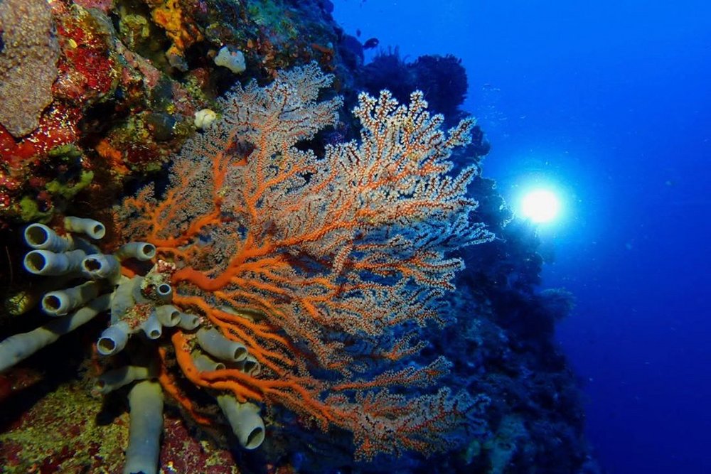 TSK Tauchreise in Papua Neuguine PNG / Salomininseln Korallen