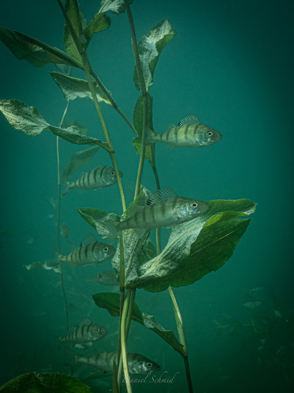 A small group of perch in beautiful green water plants
