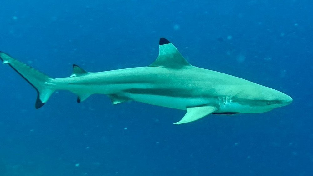 TSK client story-Maldives-Blacktip reef shark