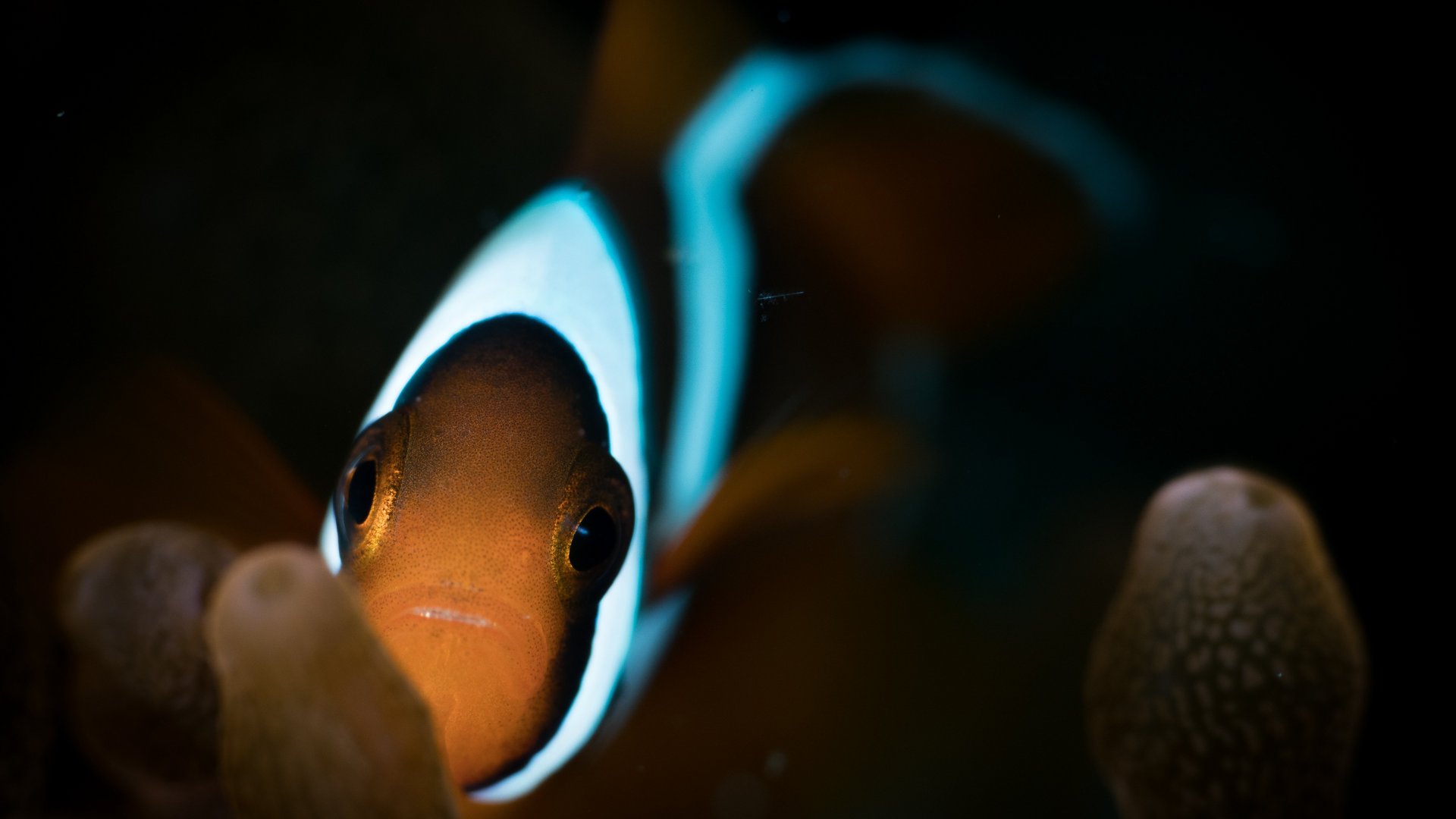 clown fish in the dark